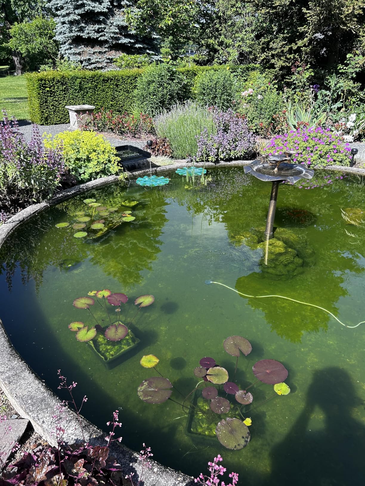 Teich wieder klar