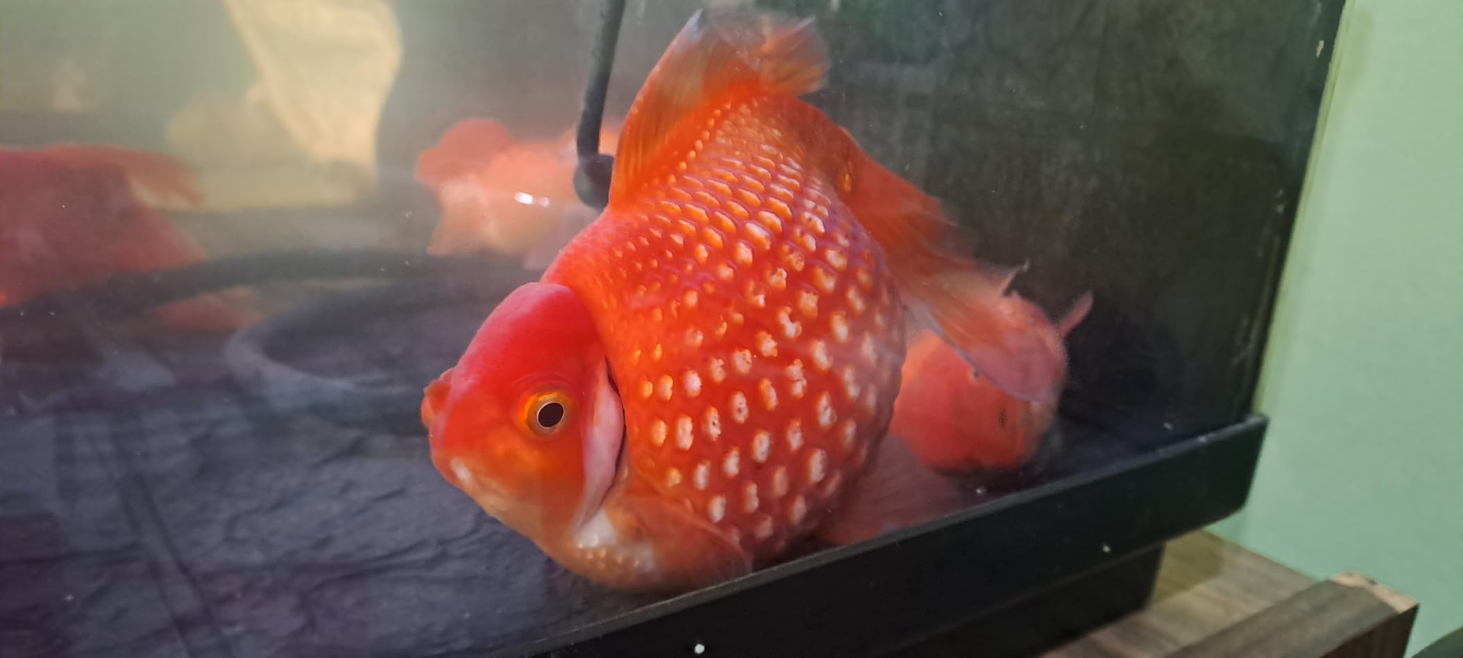 Perfekt für junge Goldfische