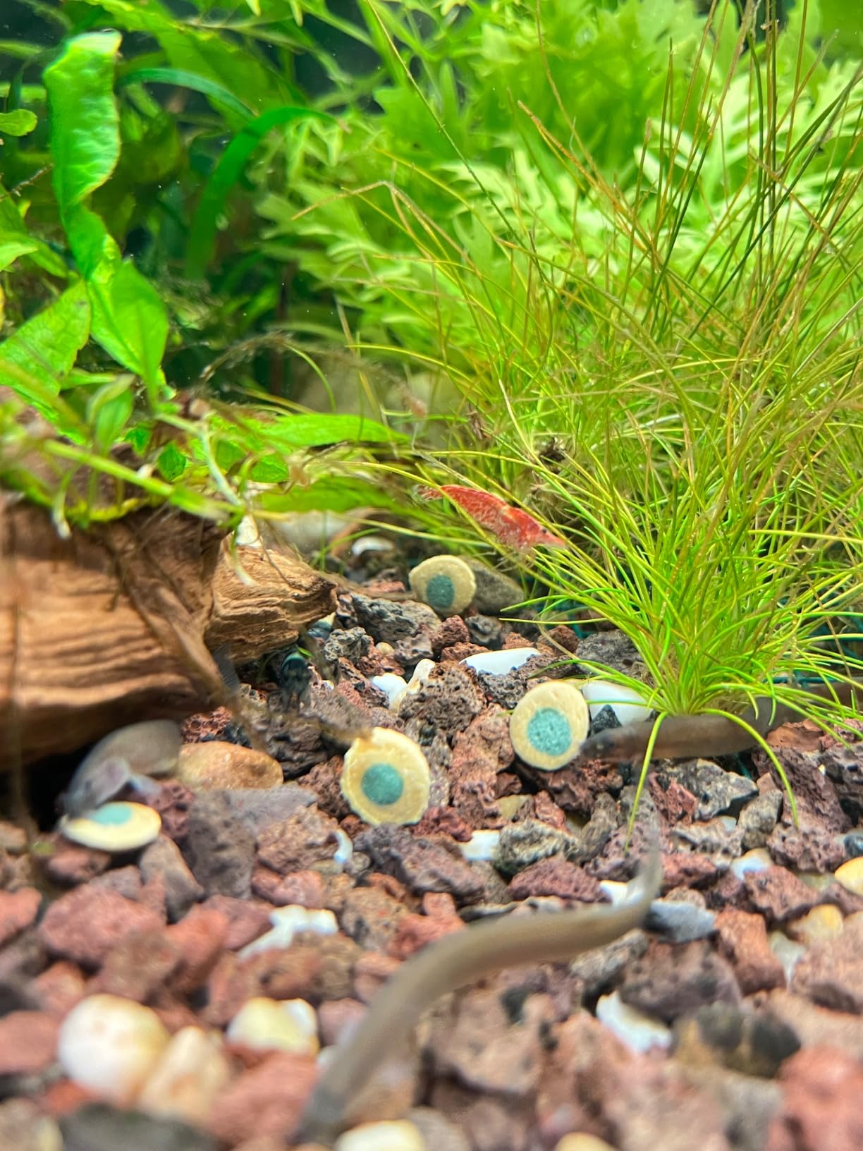 Bewährtes Futter für Bodenfische