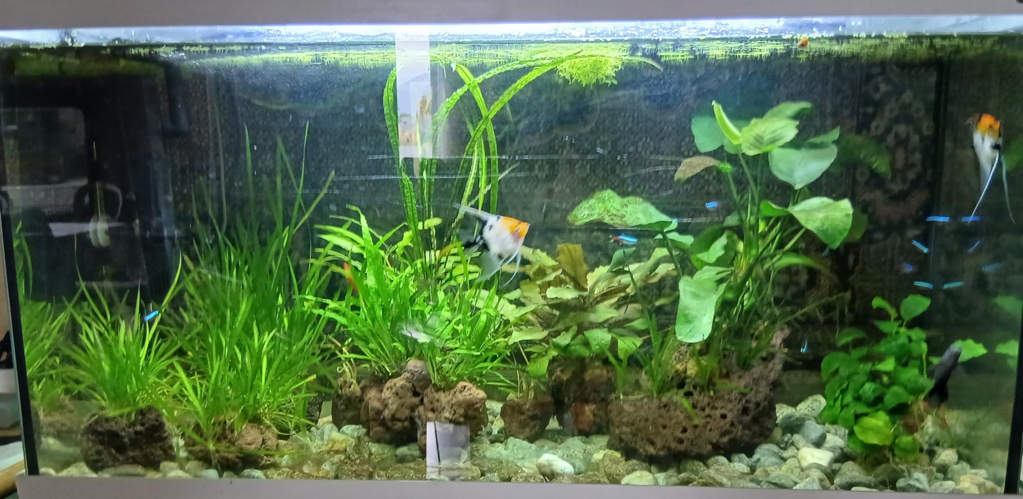 Solides Hauptfutter für Bodenfische