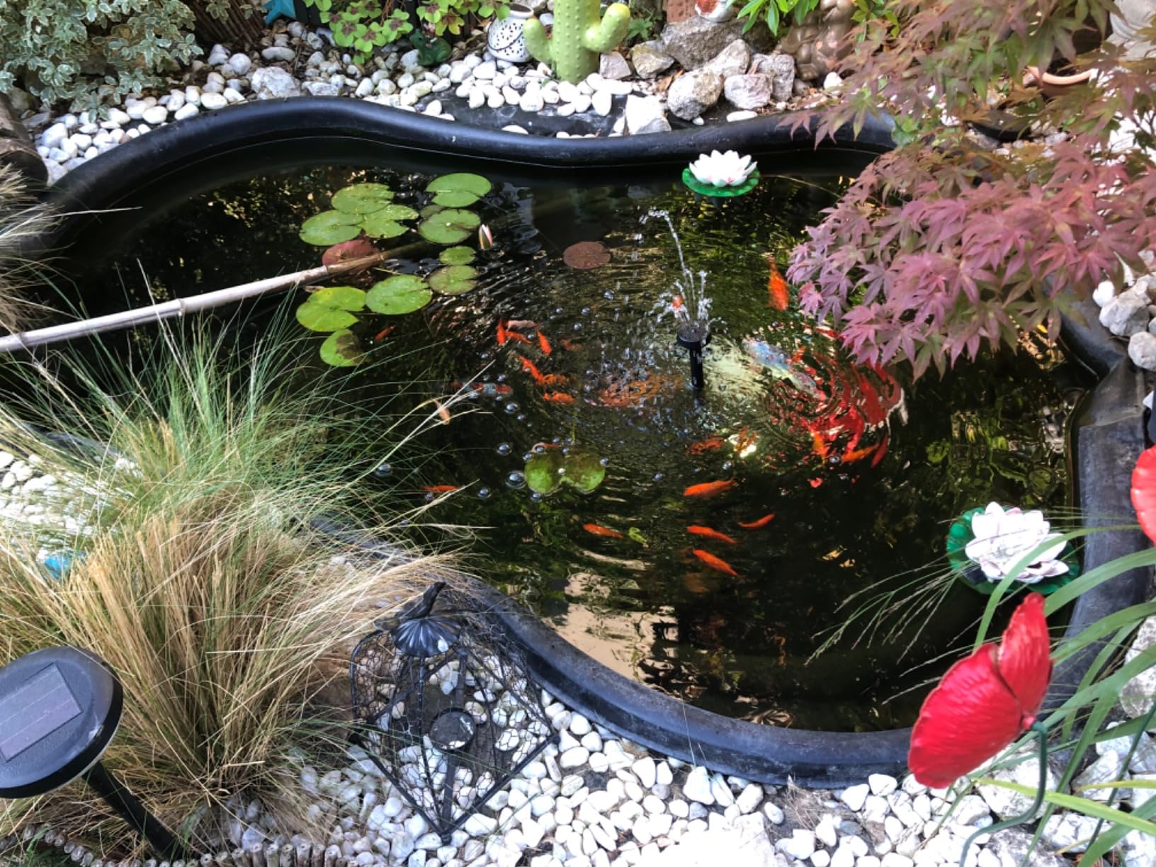 Fressen meine Fische mega gern