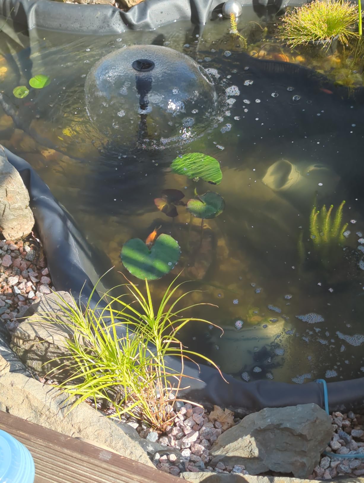Koi gerettet