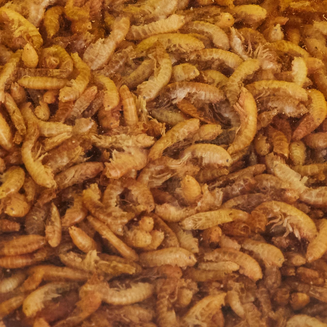 tropical-gammarus-getrocknete-bachflohkrebse-1-l-1000-ml image 3
