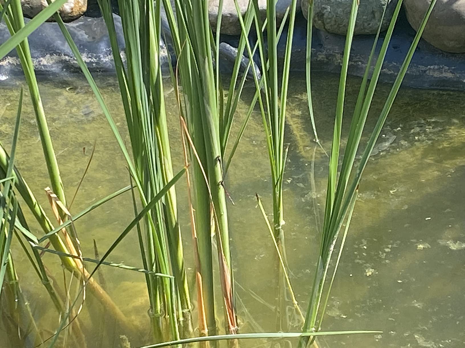 Zuverlässig jeden Sommer