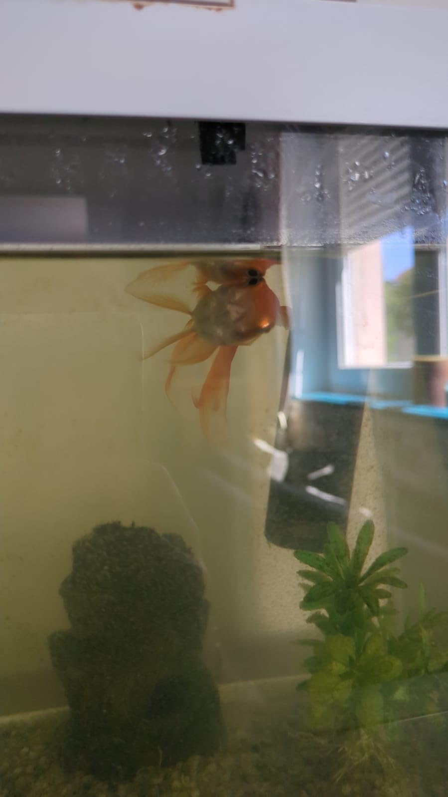 Top für Goldfische
