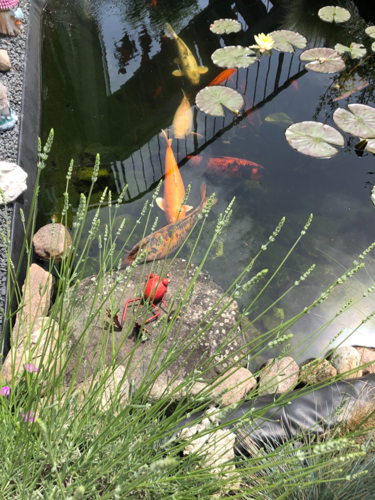 Riesensack, glückliche Fische