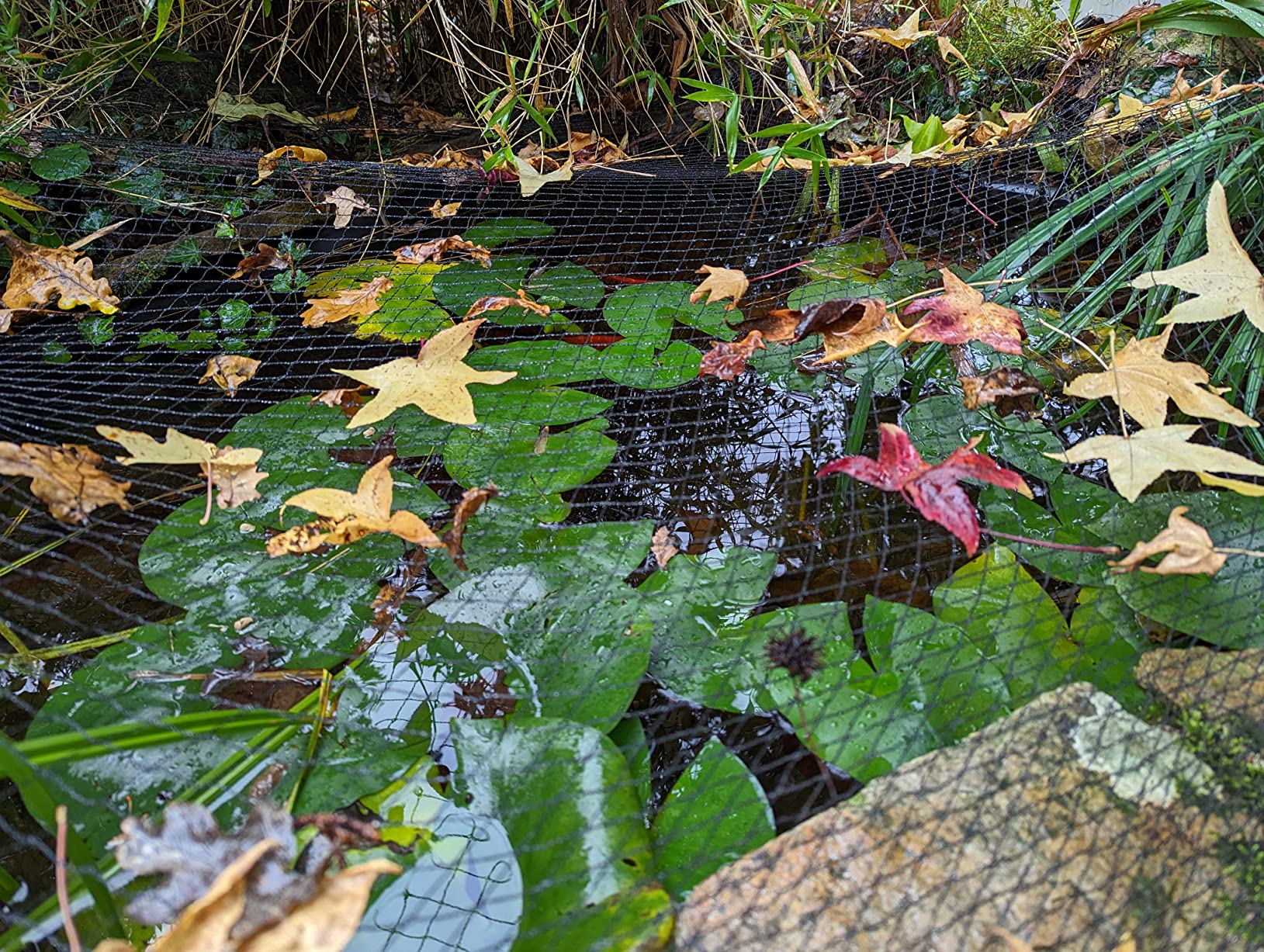Kein Laub mehr im Teich