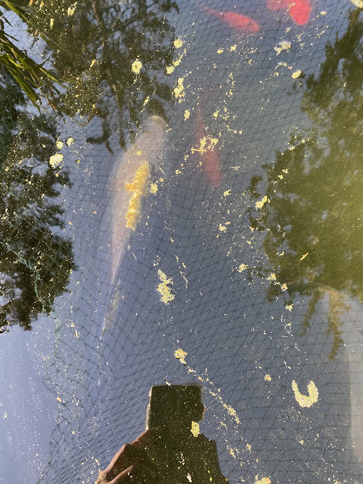 Gute Erste Hilfe für den Teich
