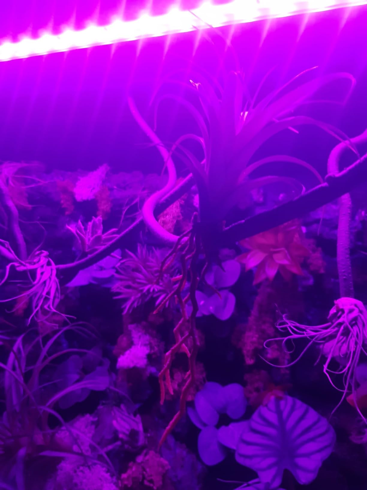 Gut für Skalare und Neons