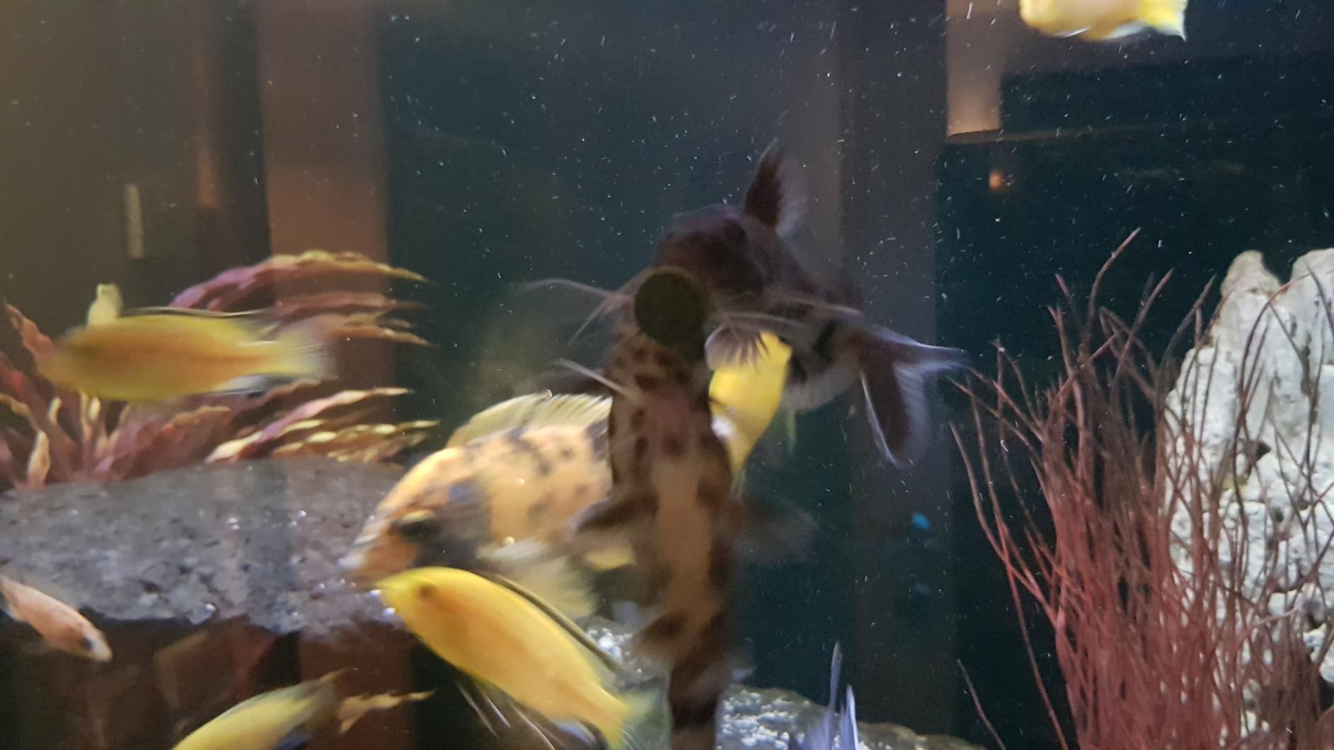 Kino am Aquarium