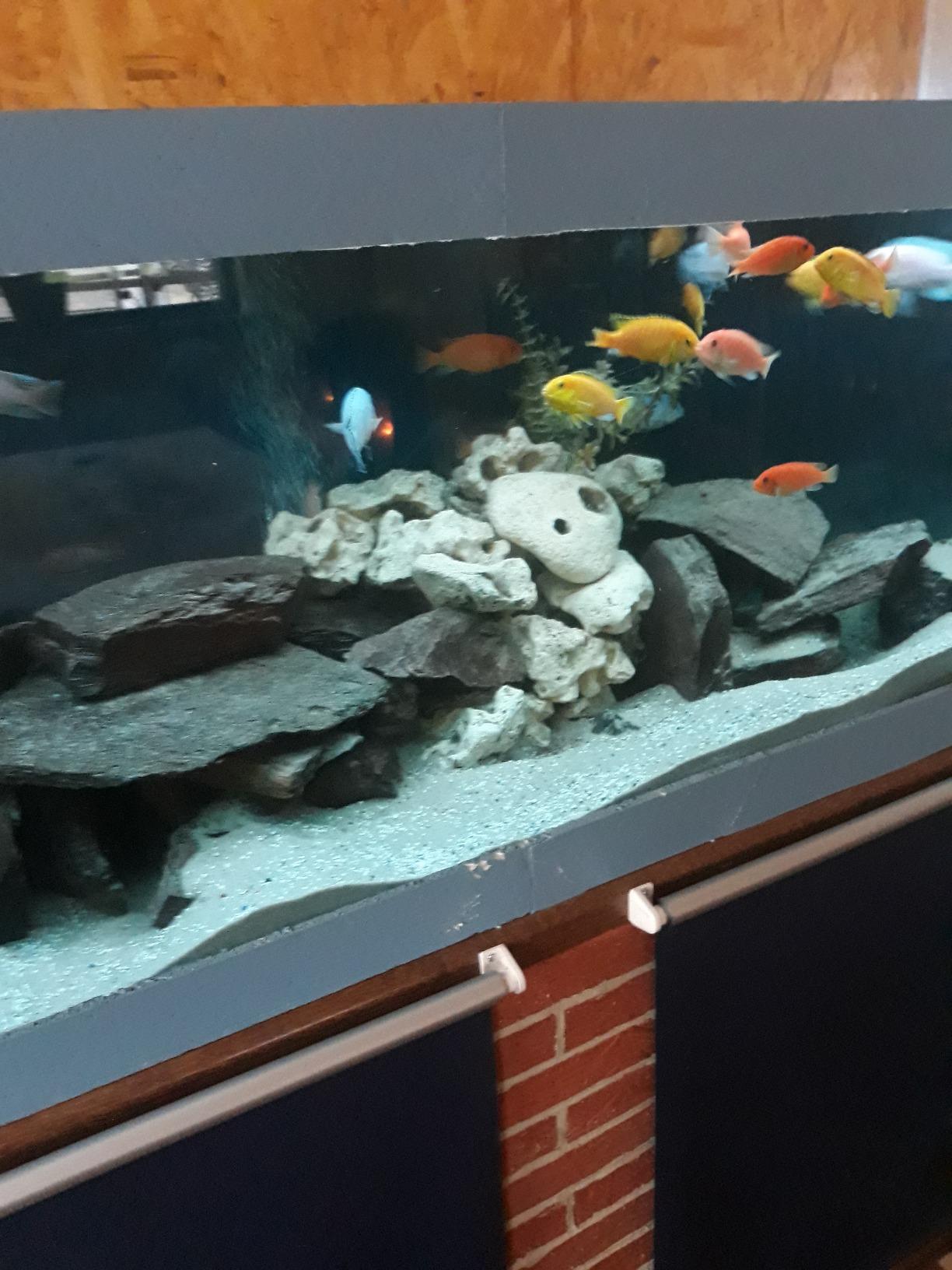 Sehr ergiebig und fischverträglich