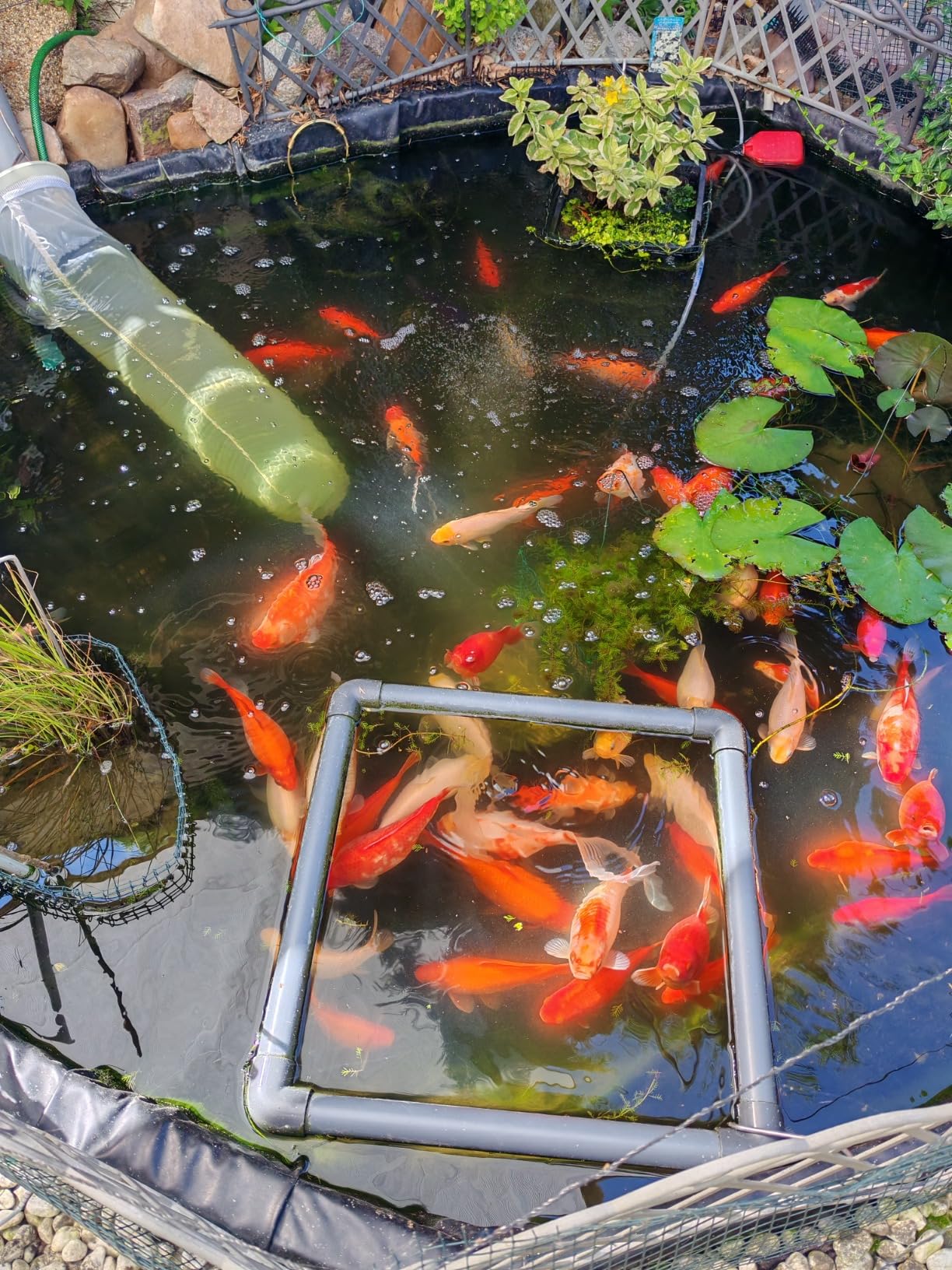 Klares Wasser in Stunden, wie versprochen