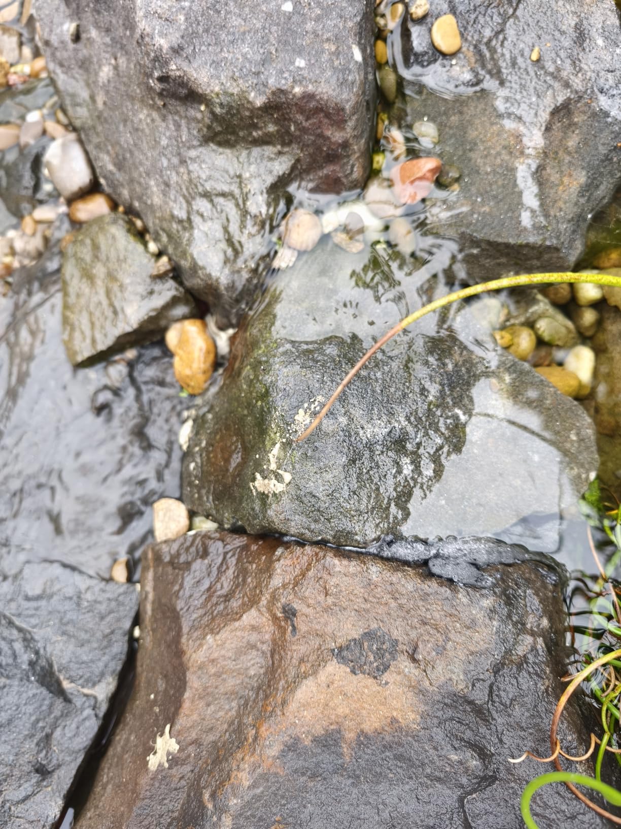 Geiles Zeug für den Teich