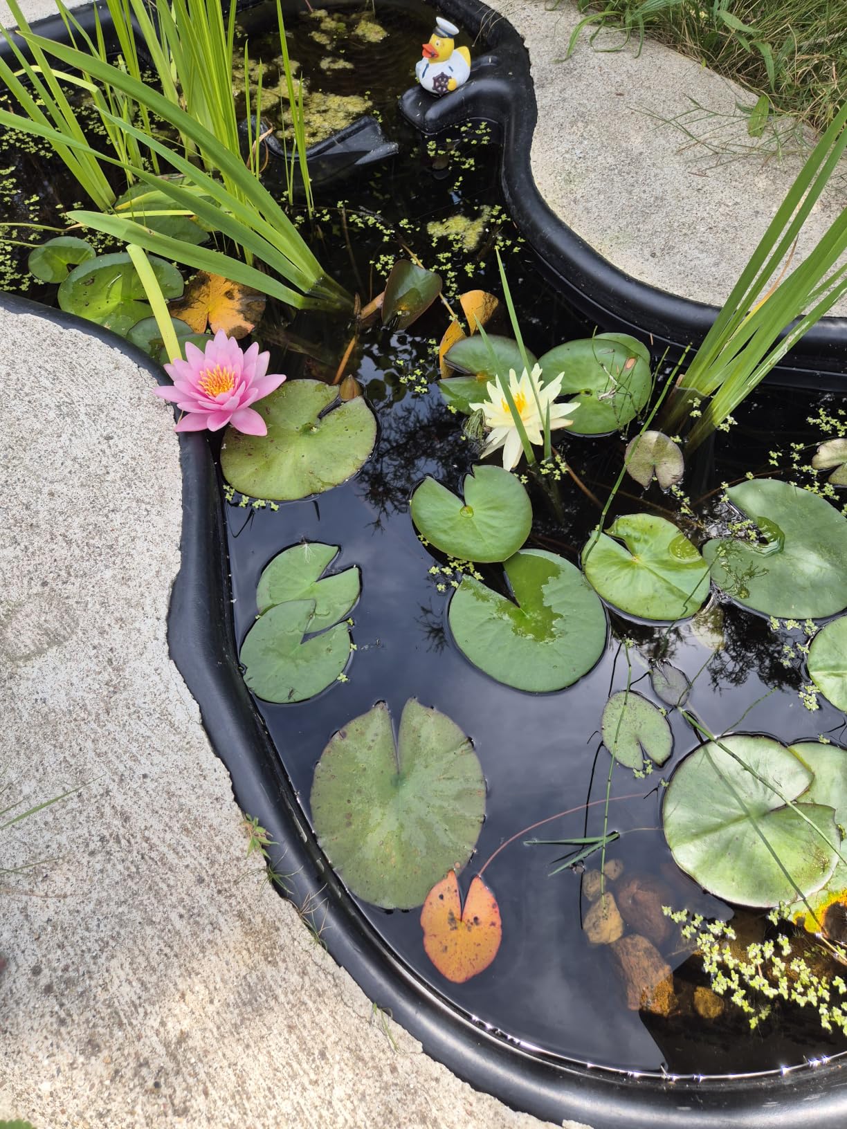 Endlich stabiles Wasser im Koiteich
