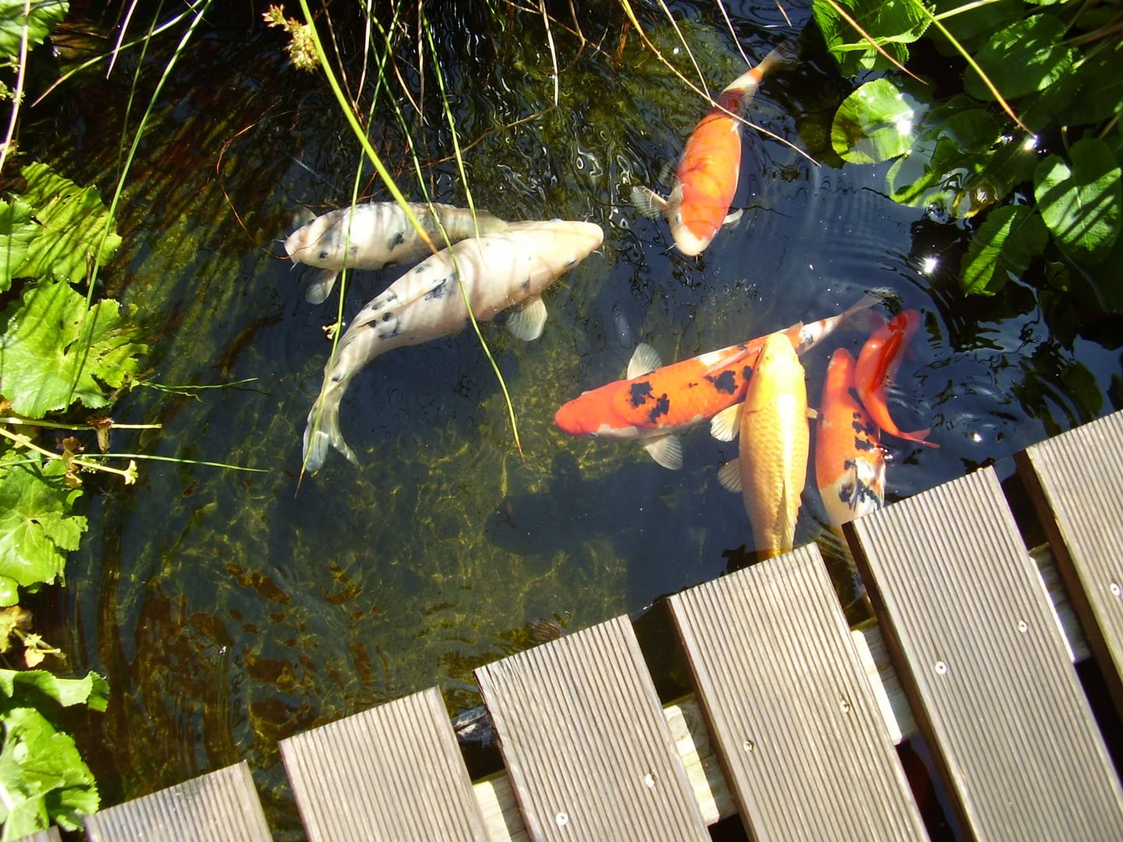 Koi fahren drauf ab
