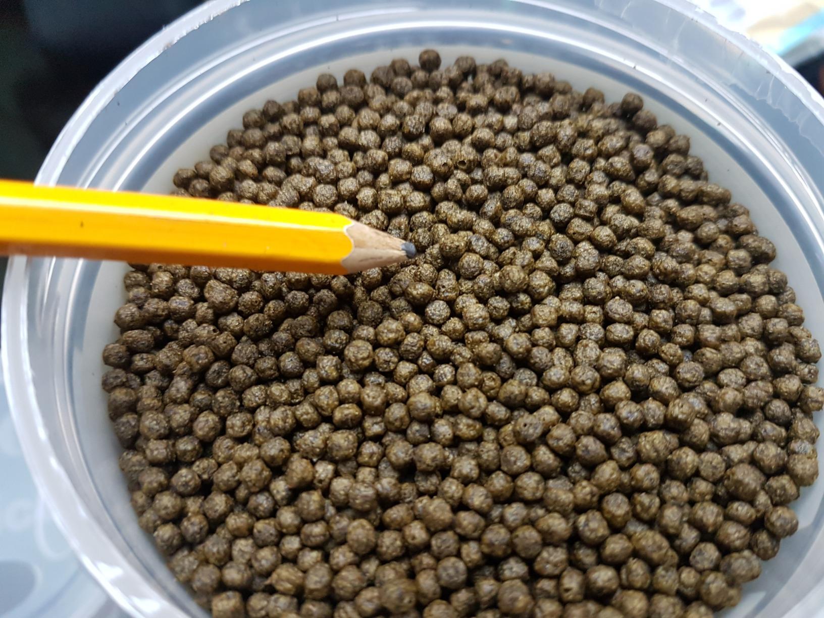Perfektes Futter für meine Mbunas