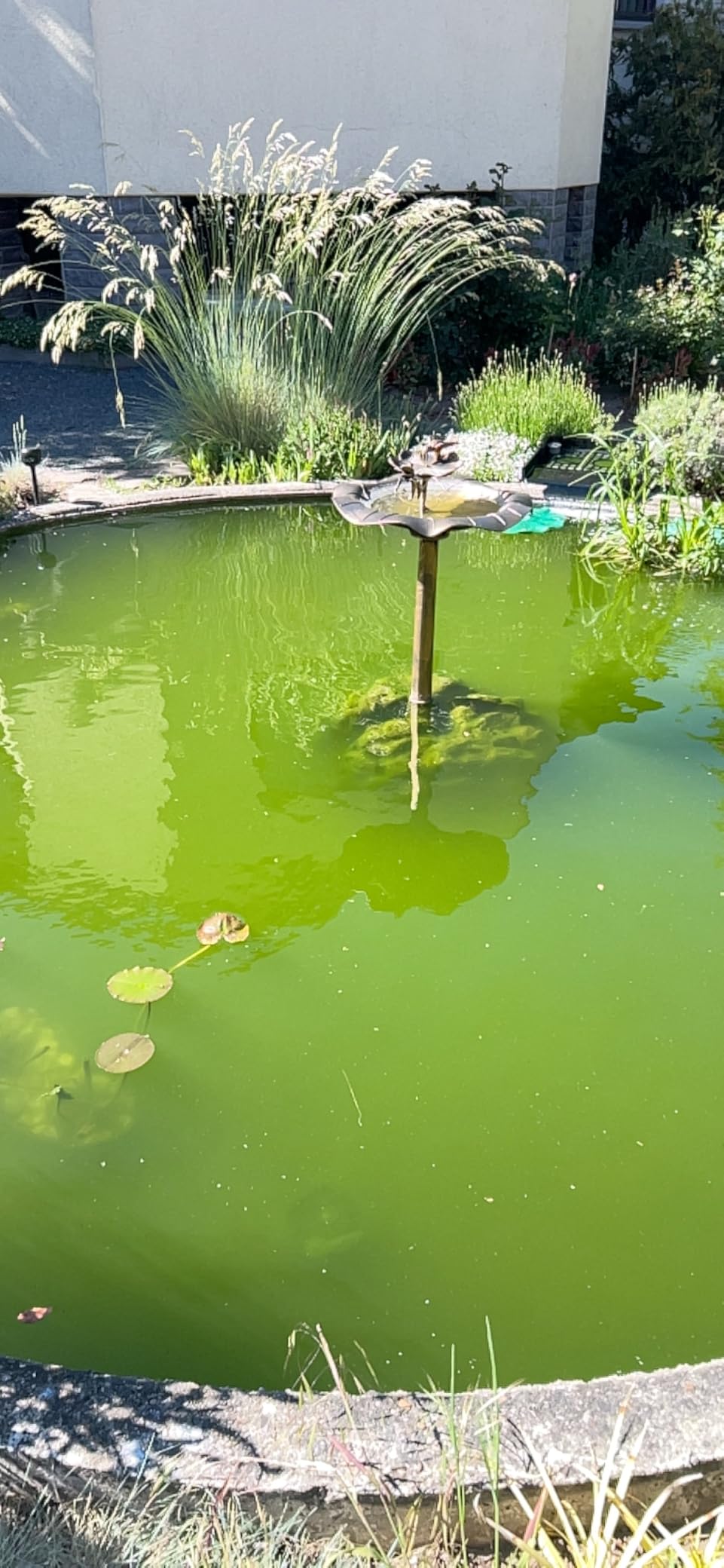 Grünes Wasser weg