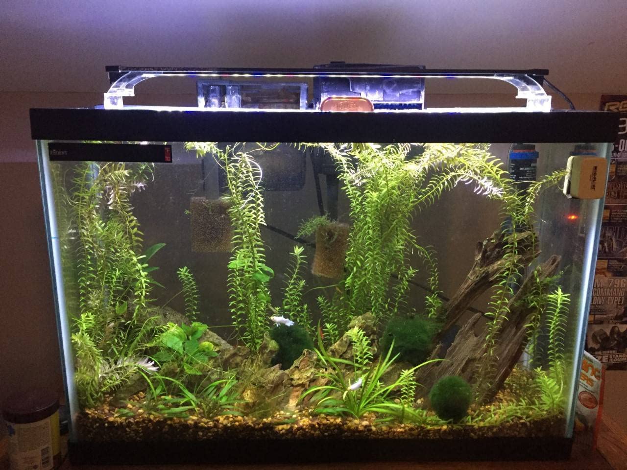 Fische deutlich entspannter