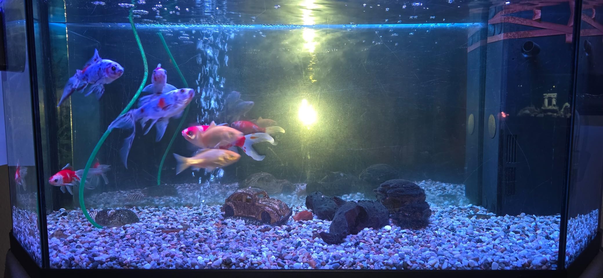 Top für empfindliche Fische