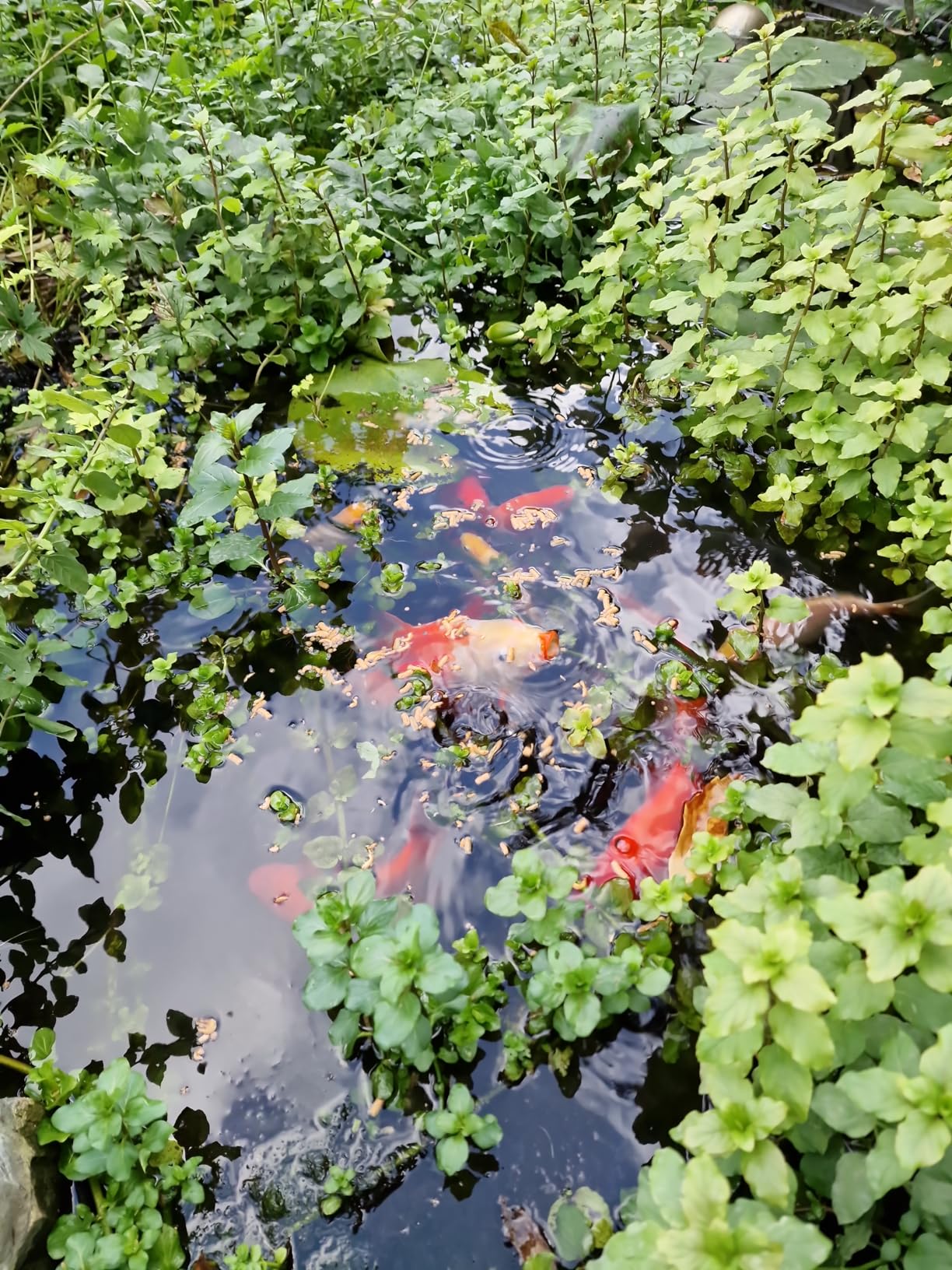 Ideal für unseren Gartenteich