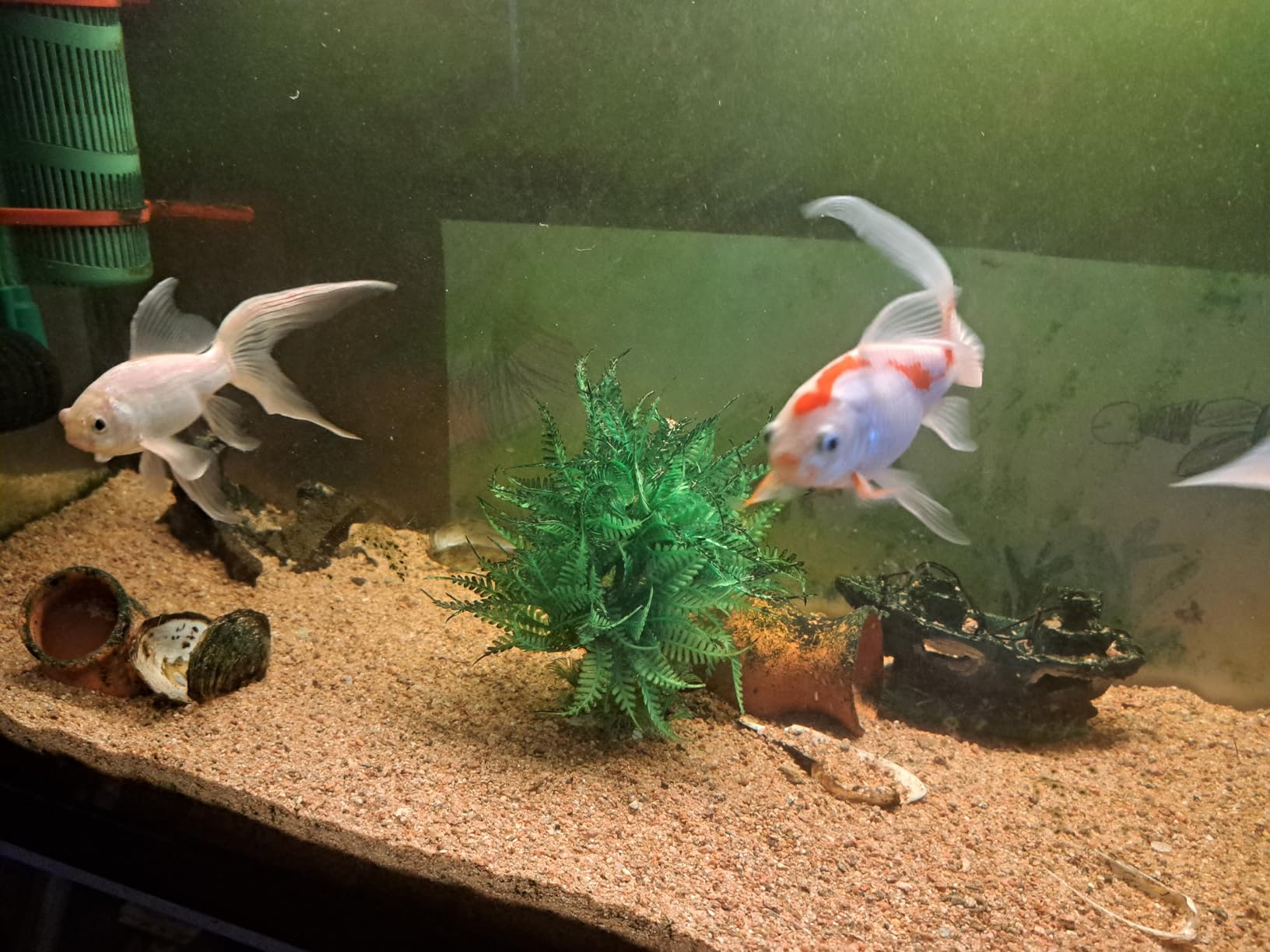Alle Fische kommen hoch